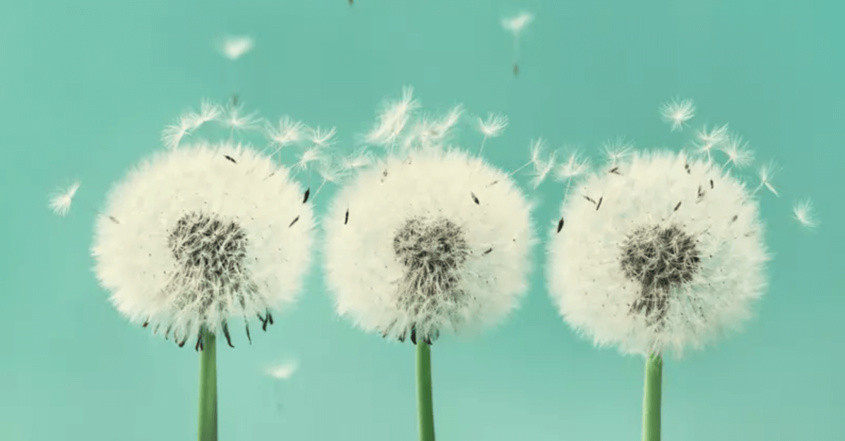 Does Death Comes In Threes? Safe Passage