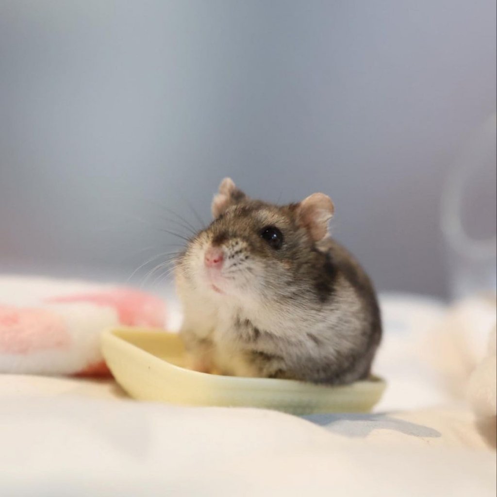 hamster cremation