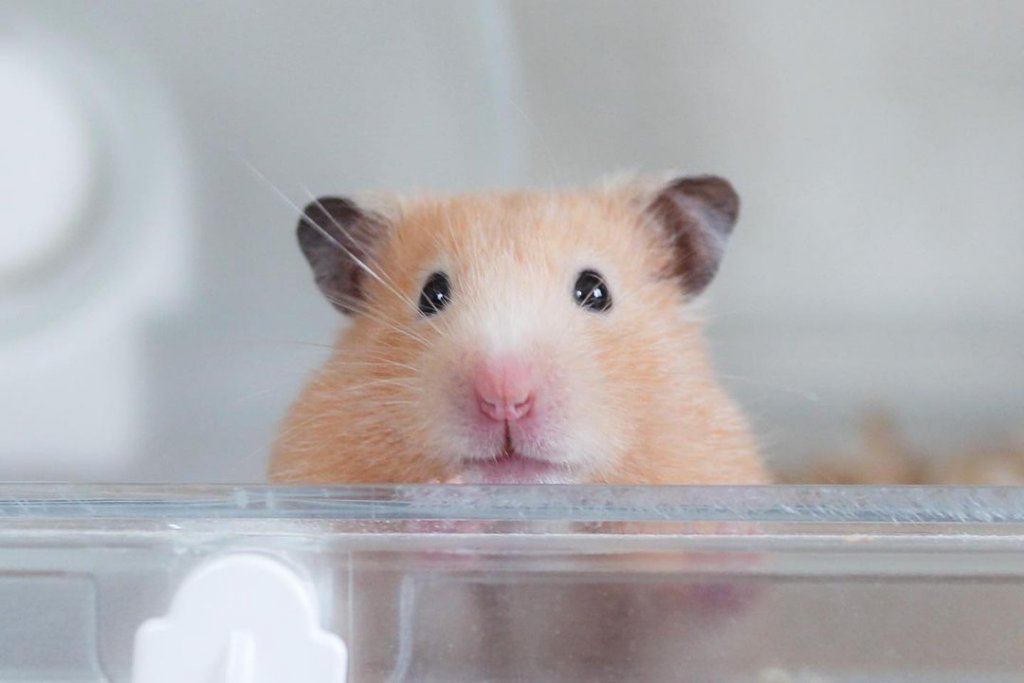 Safe Passage Learn About Funeral