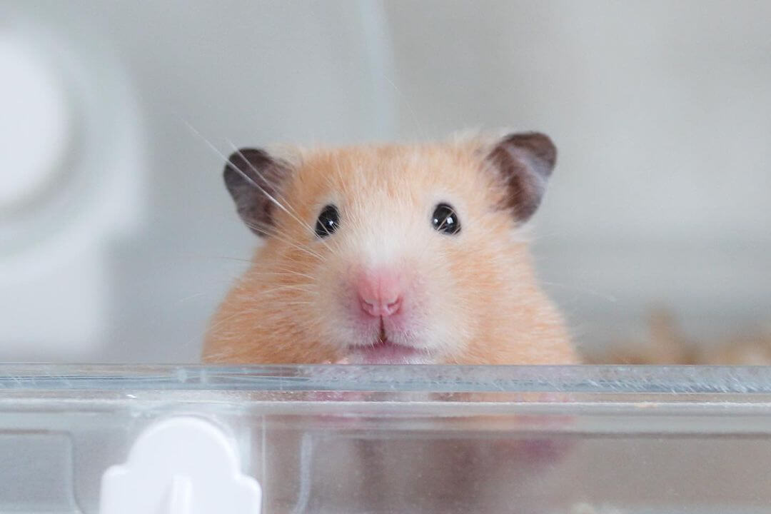 should you bury or cremate your hamster 3