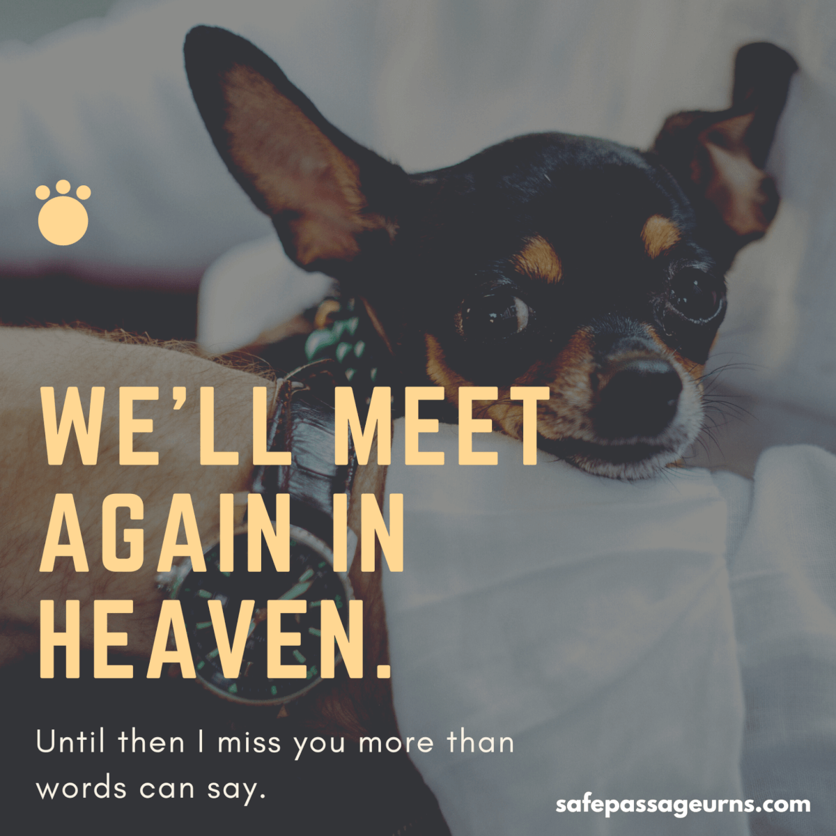 my pet died and i can t stop crying 6