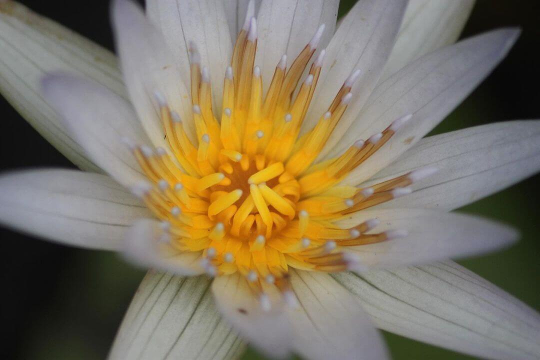 Vietnam Funeral Traditions, Food, Clothing, Flowers Safe Passage