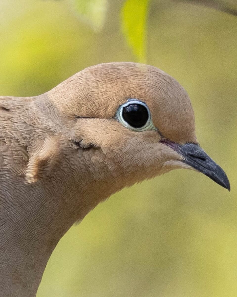 Mourning Dove Meaning: Are Mourning Doves a Sign of Death? 39 are mourning doves a sign of death 1